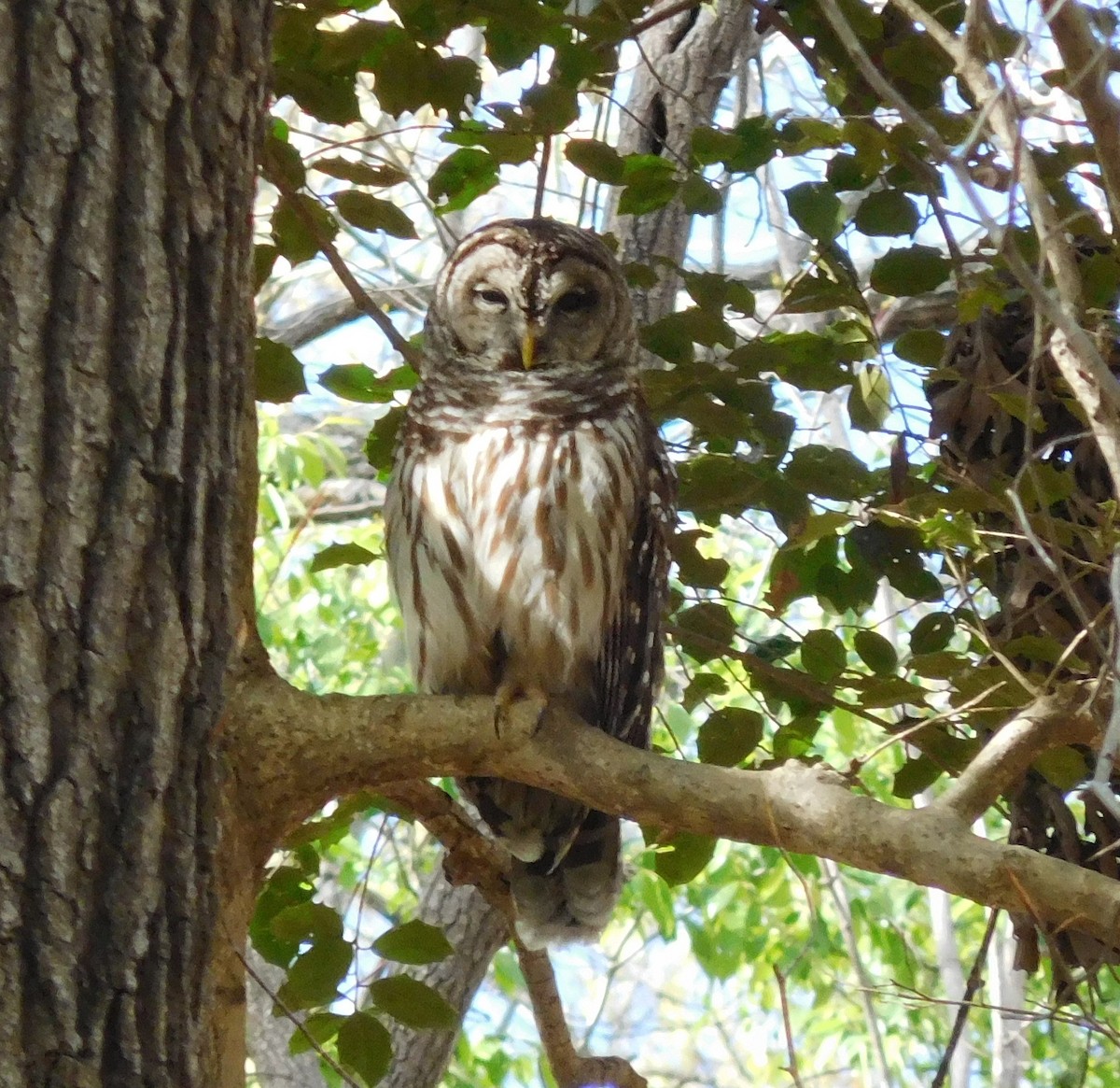 Barred Owl - ML53820941