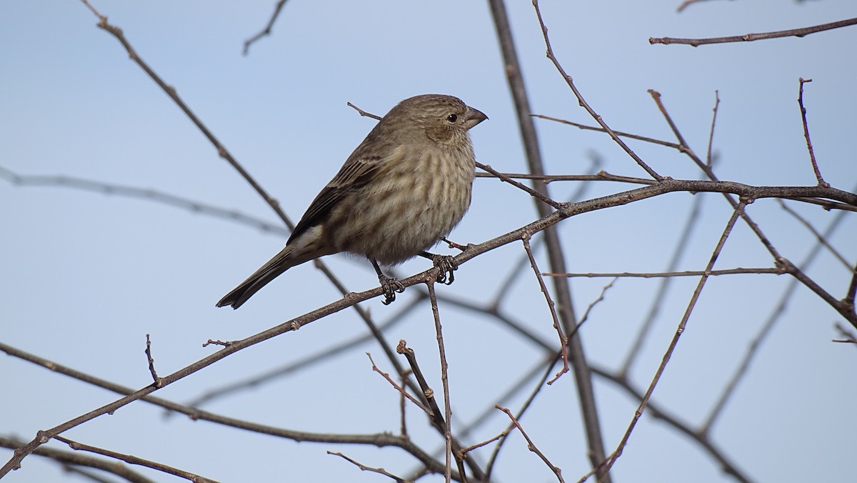 House Finch - ML538210001