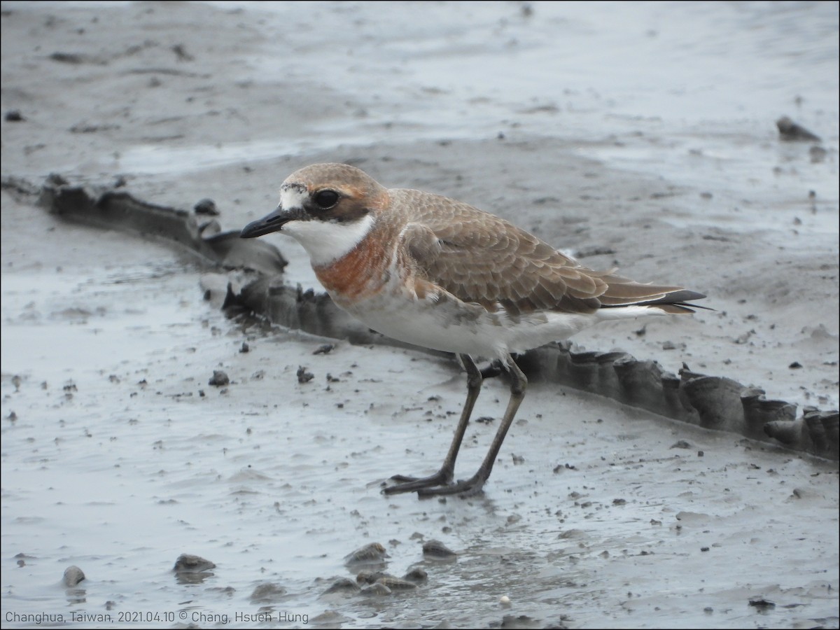 Siberian/Tibetan Sand-Plover - ML538210891