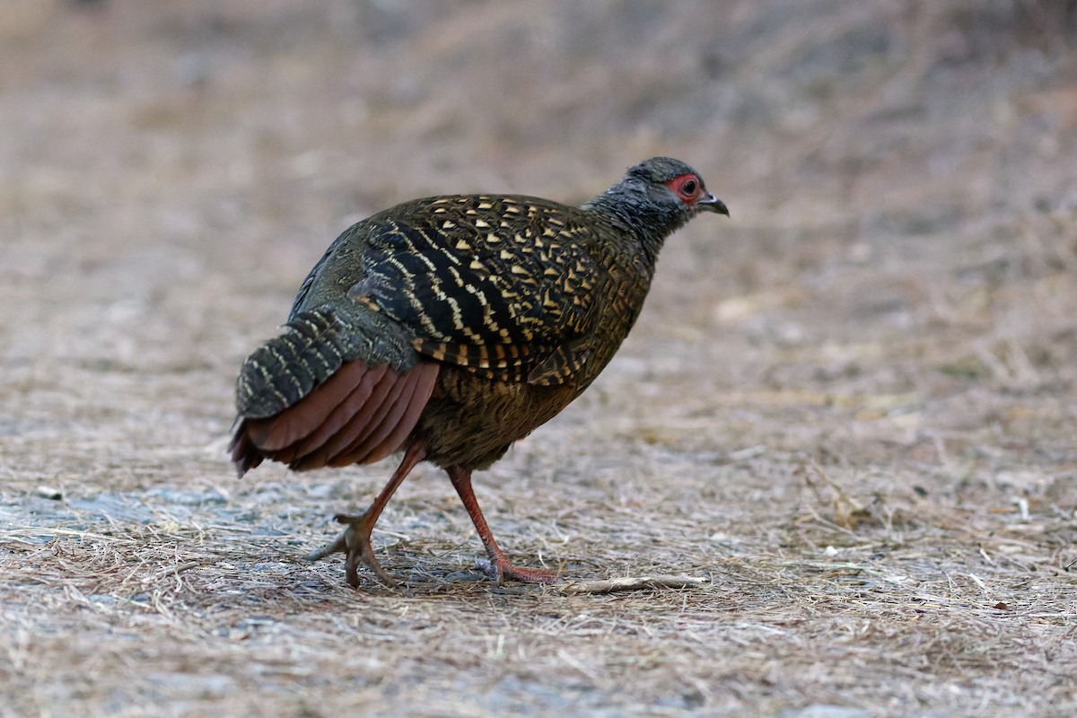 Swinhoe's Pheasant - ML538211041