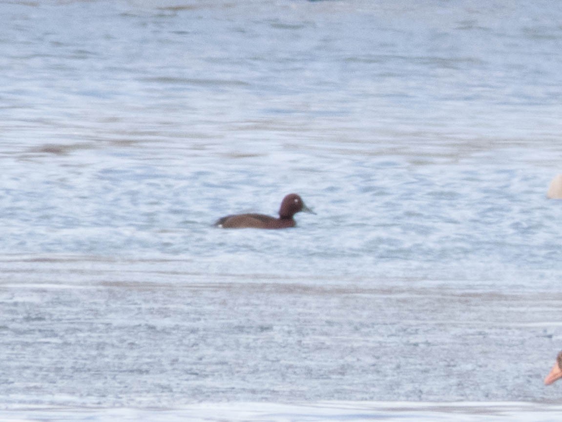 Ferruginous Duck - Hugo Schlenker