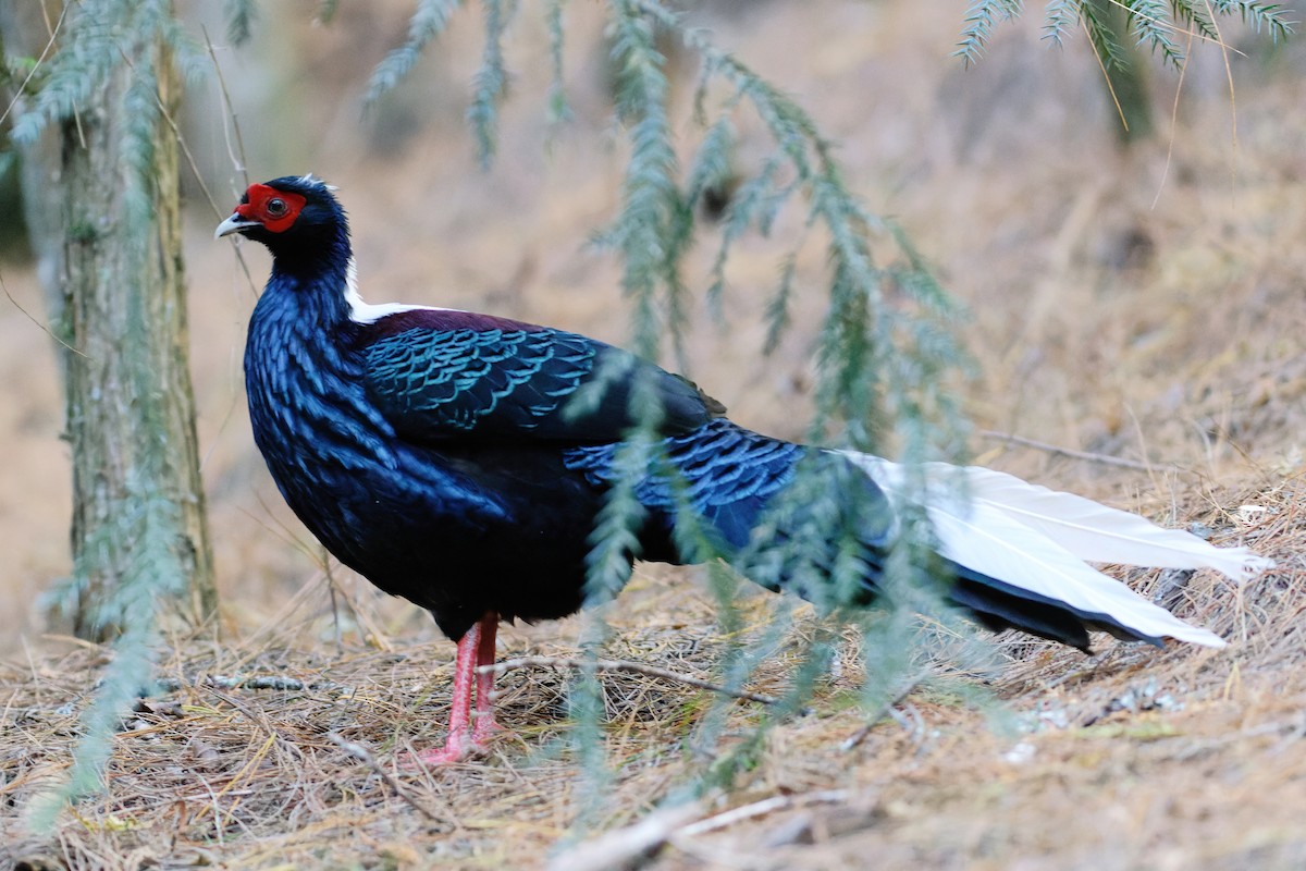 Swinhoe's Pheasant - ML538211161