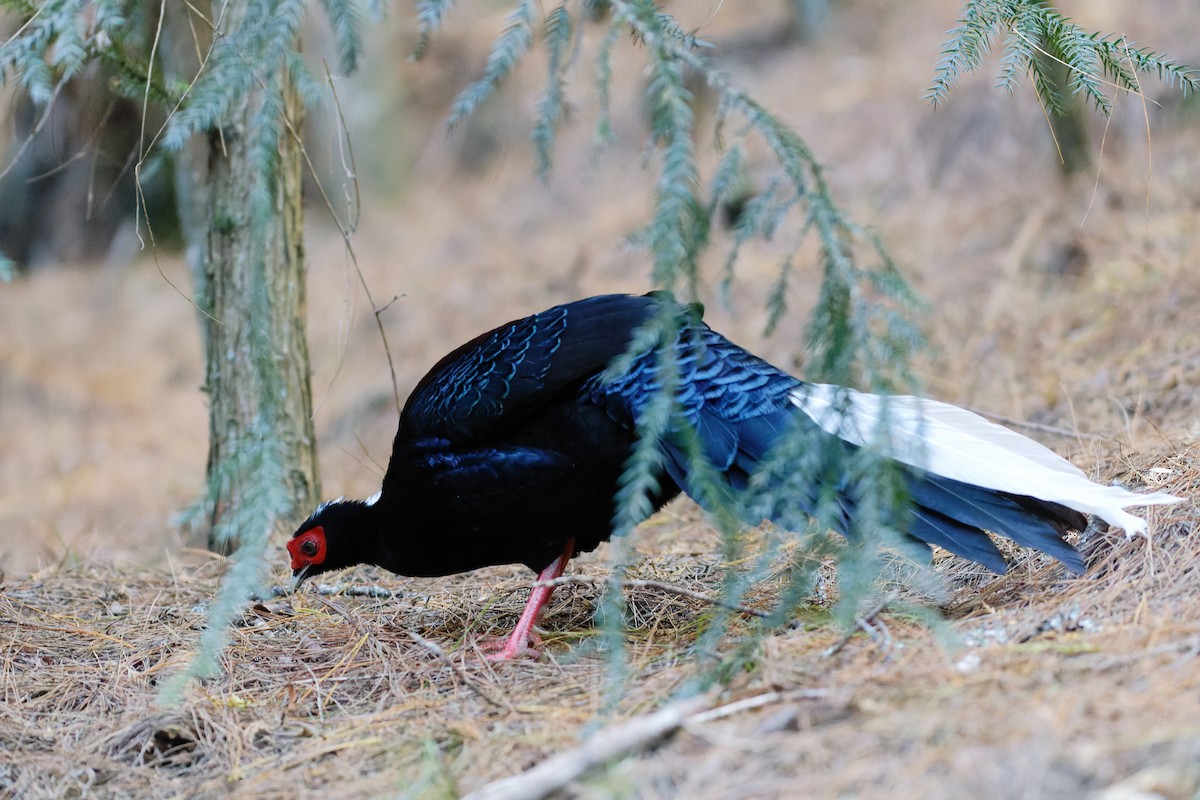 Swinhoe's Pheasant - ML538211421