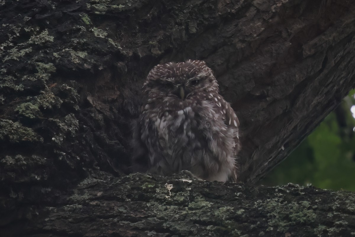 Little Owl - ML538211731