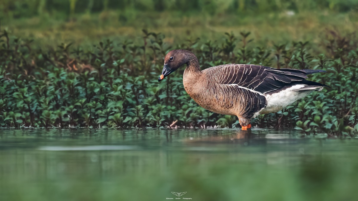 Tundra Bean-Goose - ML538213111