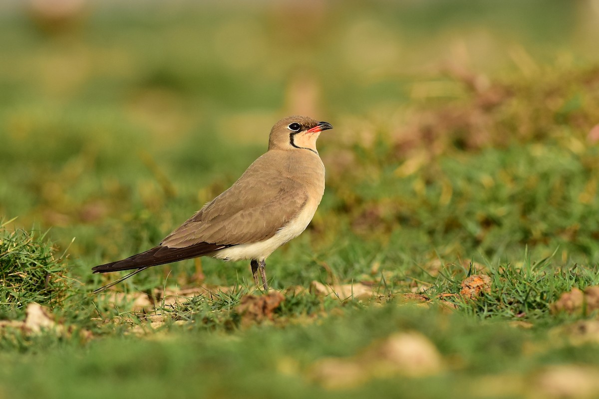 Collared Pratincole - Ajoy Kumar Dawn