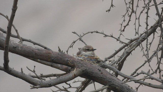Vermilion Flycatcher - ML538213261