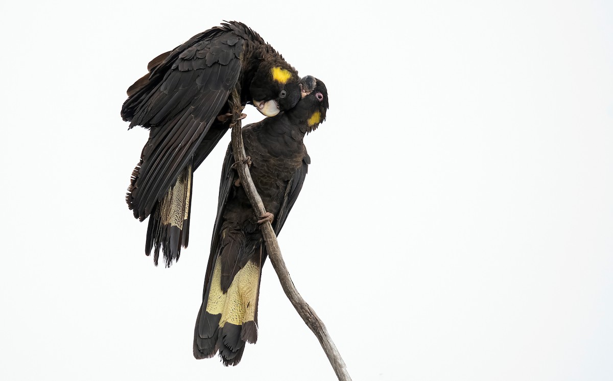 Yellow-tailed Black-Cockatoo - Martin Anderson