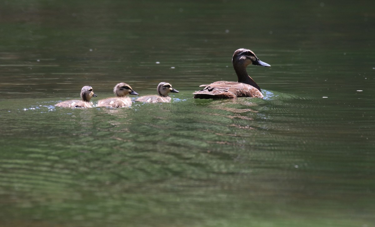 Pacific Black Duck - Tim Peisker