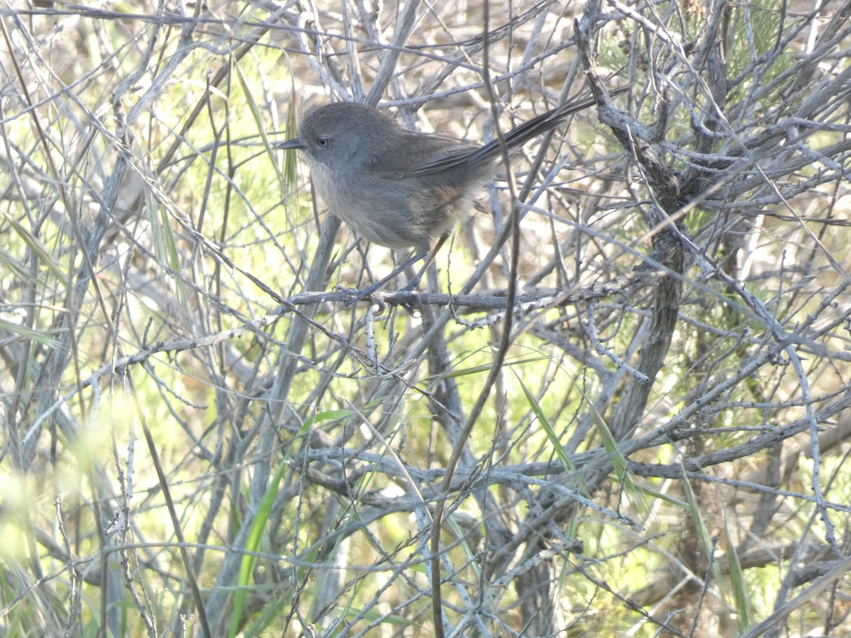 Wrentit - William Buswell