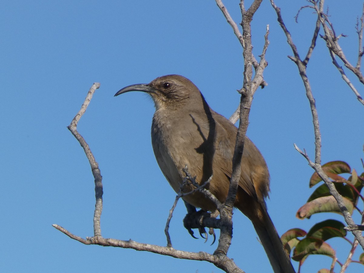 California Thrasher - ML538213671