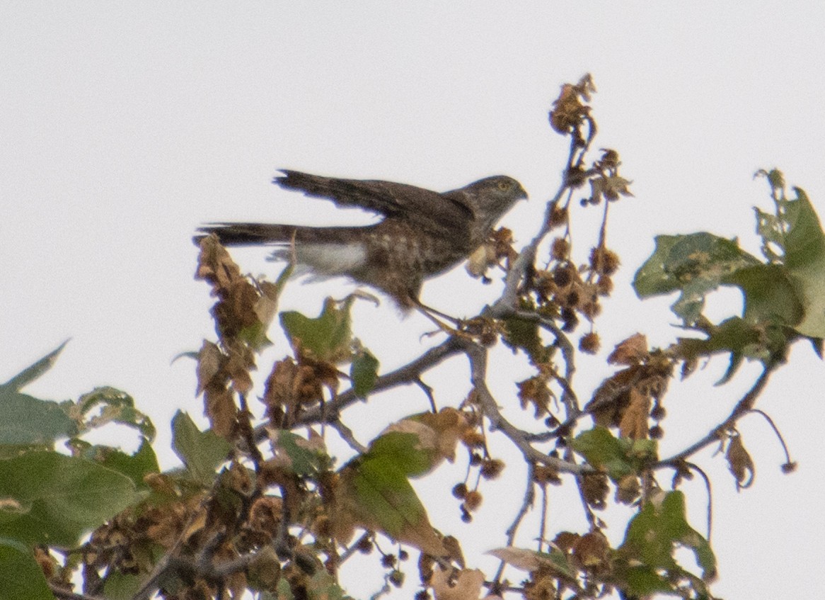 Sharp-shinned Hawk - ML53821371