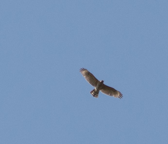 Red-shouldered Hawk - ML53821451