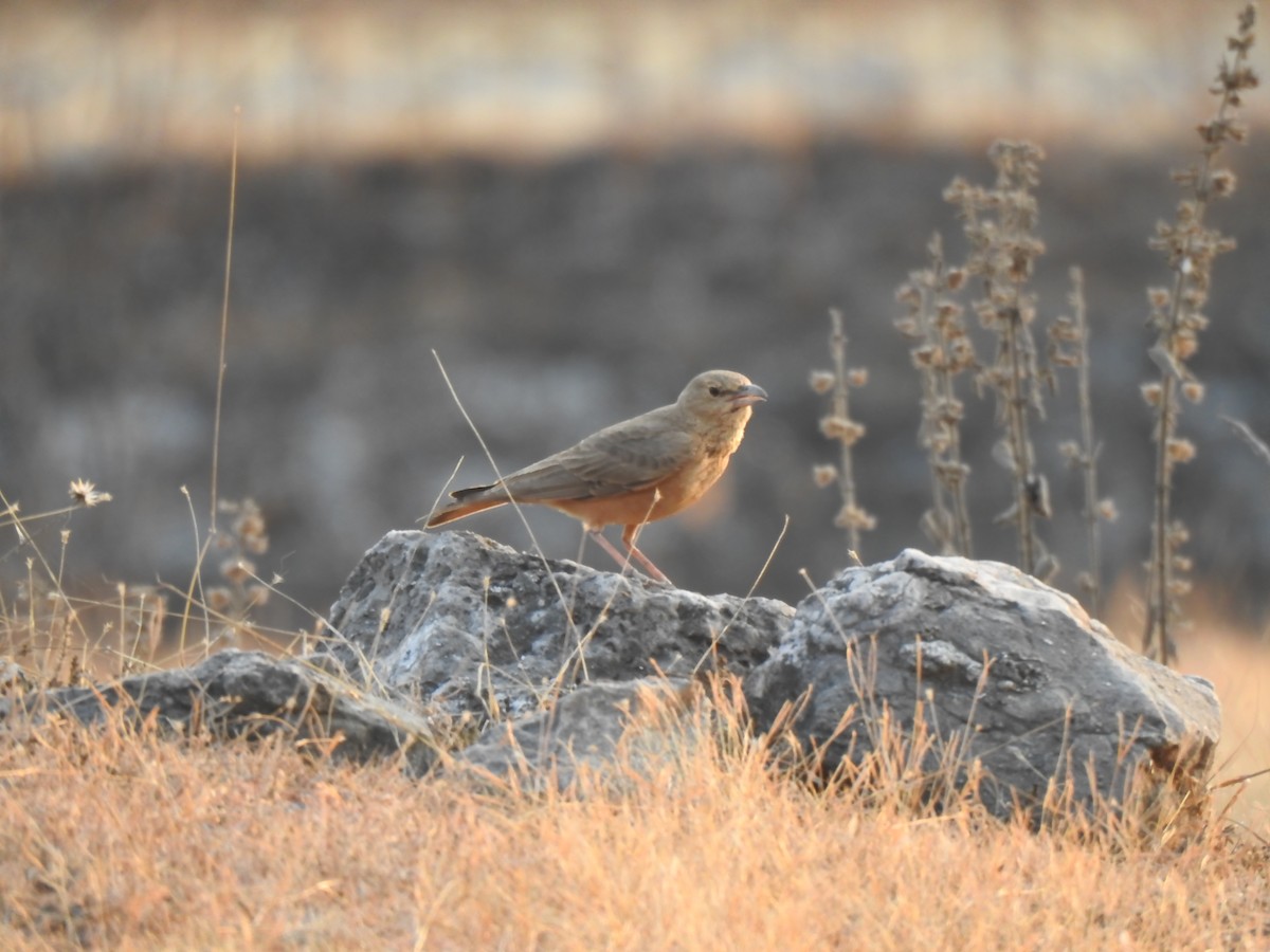 Rufous-tailed Lark - ML538214511