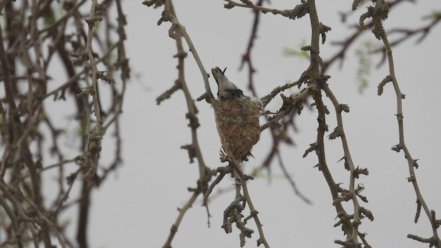 Colibrí de Arica - ML538215011