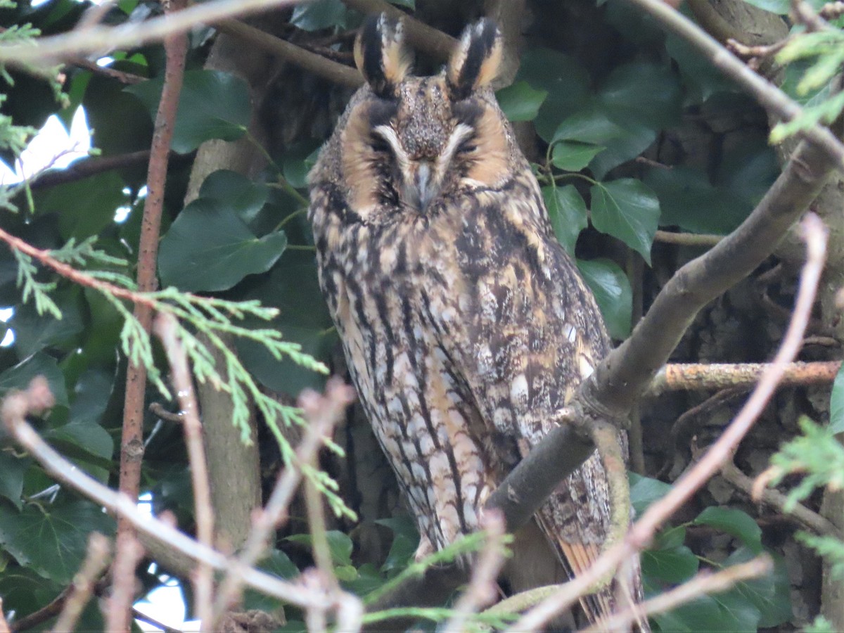 Long-eared Owl - Remco Bredewold
