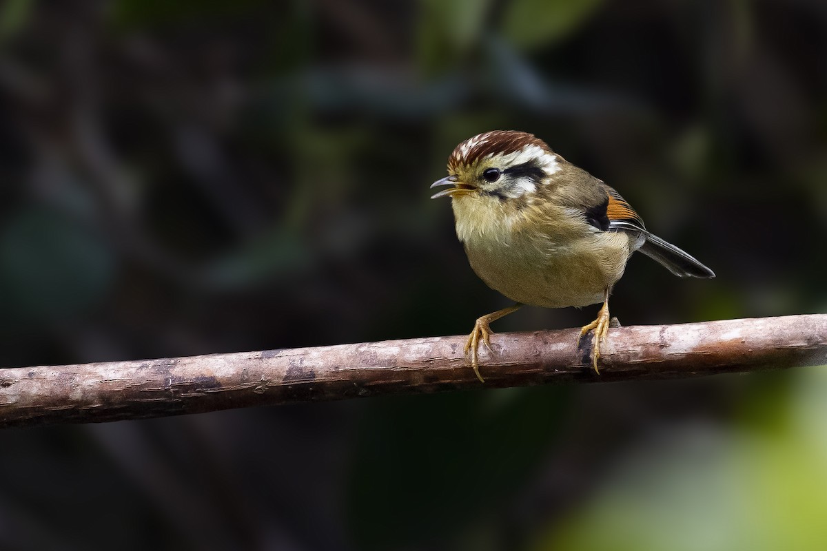 Rufous-winged Fulvetta - ML538215121