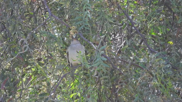 White-crested Elaenia (Peruvian) - ML538215441