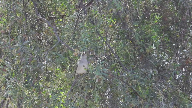 White-crested Elaenia (Peruvian) - ML538215451