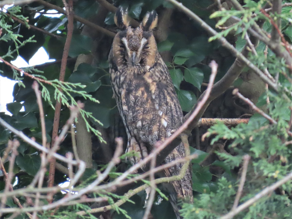 Long-eared Owl - Remco Bredewold