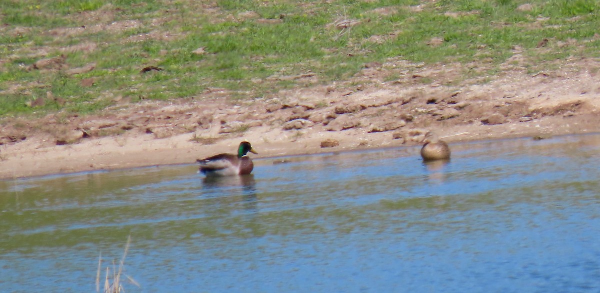 Mallard - Petra Clayton