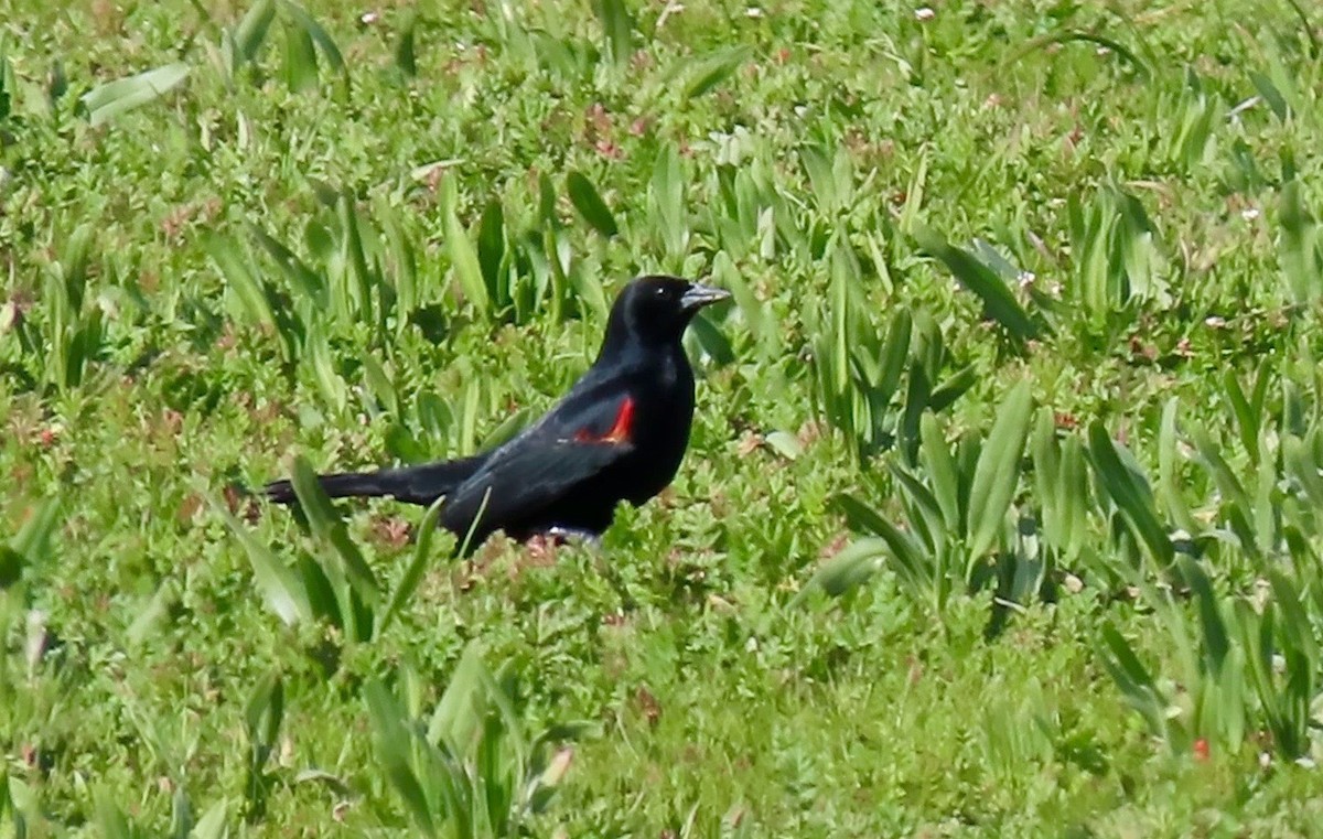 Red-winged Blackbird - Petra Clayton