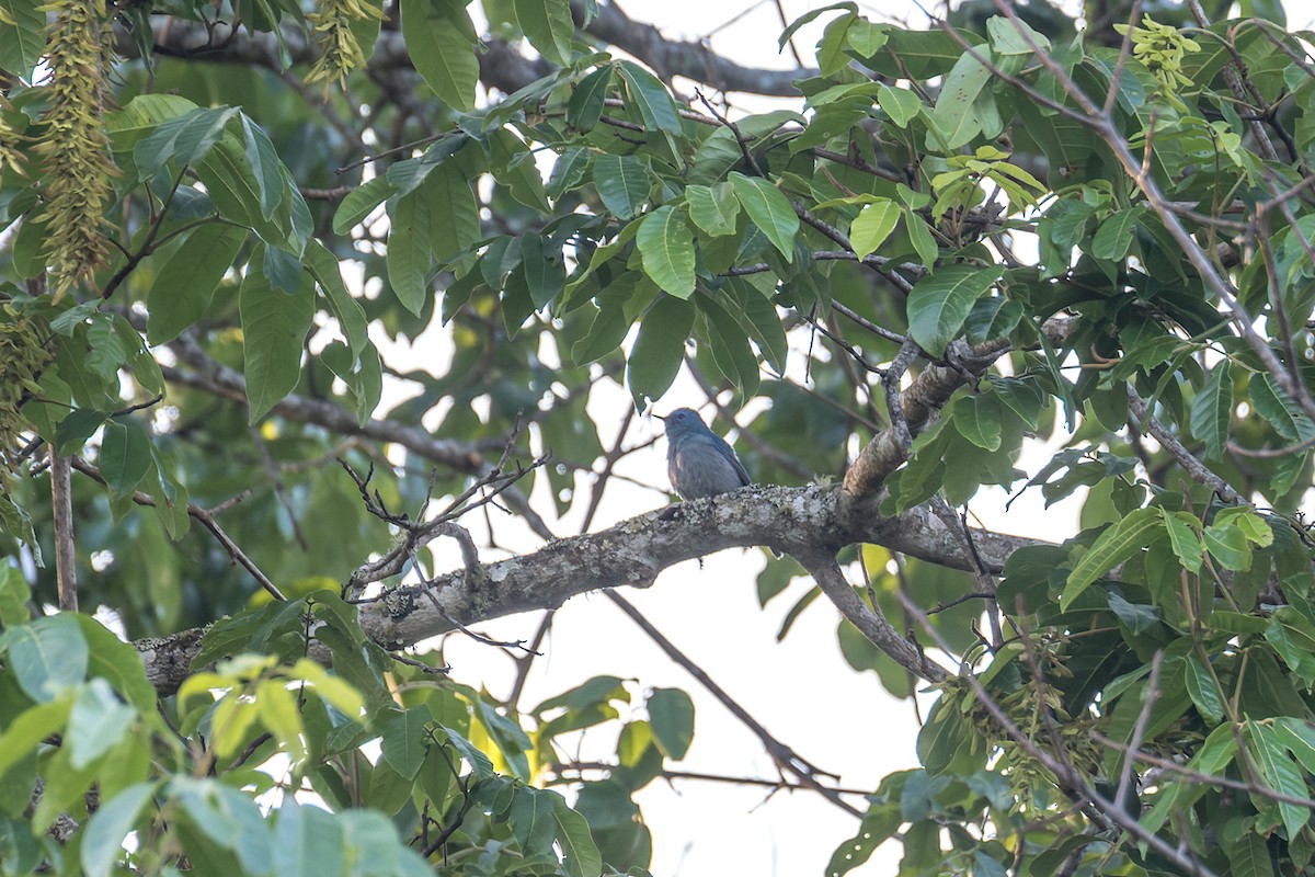 Pale Blue Flycatcher (Unicolored) - ML538215921