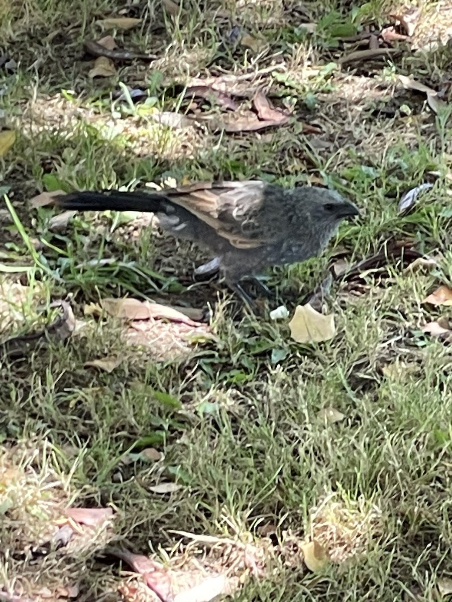 Apostlebird - Edward Smith