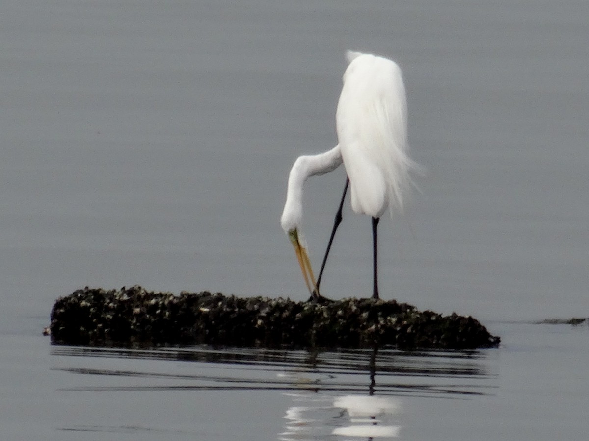 Great Egret (modesta) - ML538216161