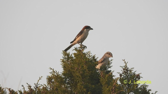 Woodchat Shrike - ML538216241