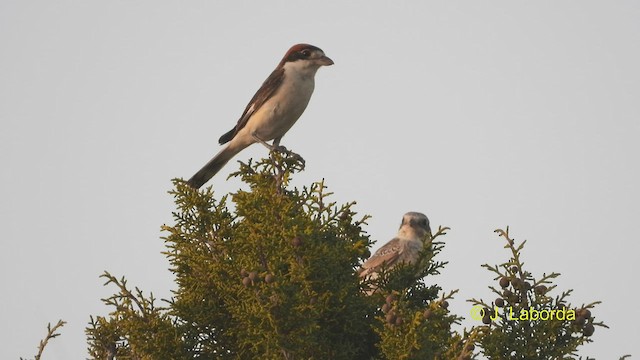 Woodchat Shrike - ML538216251