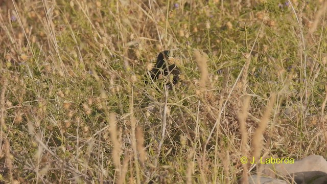 Spotless Starling - ML538216321