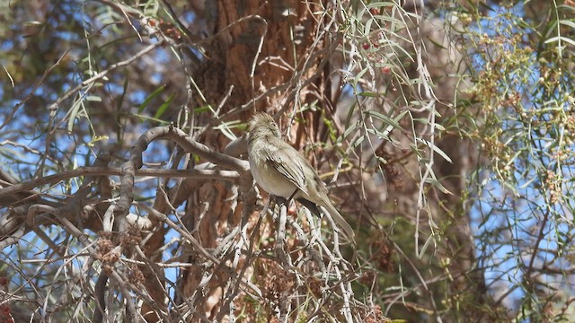 White-crested Elaenia - ML538216611