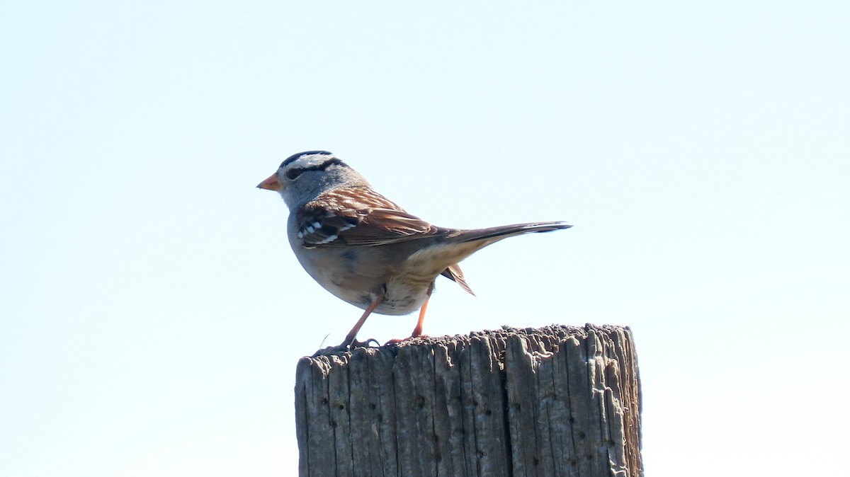 White-crowned Sparrow - ML538216971