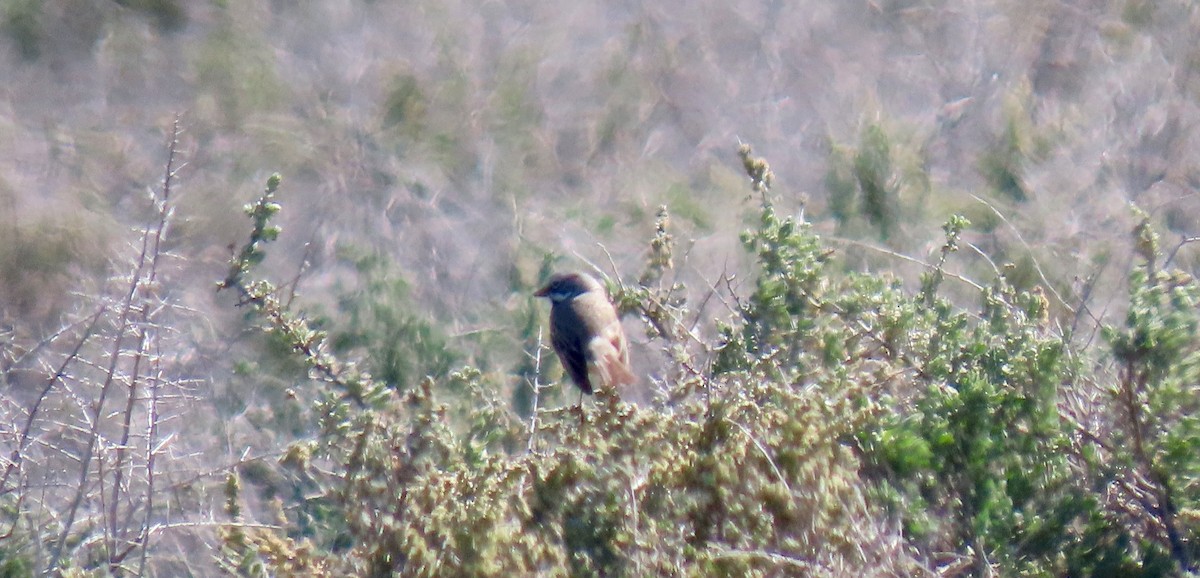 Bell's Sparrow - ML538217061