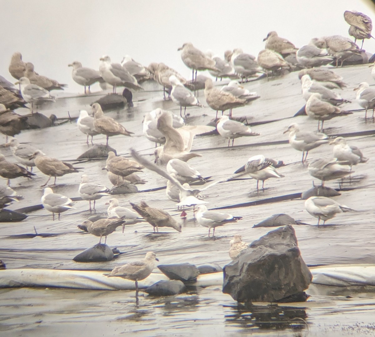 Larus sp. - ML538217421