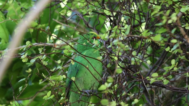 マレルブアオハシインコ - ML538217641