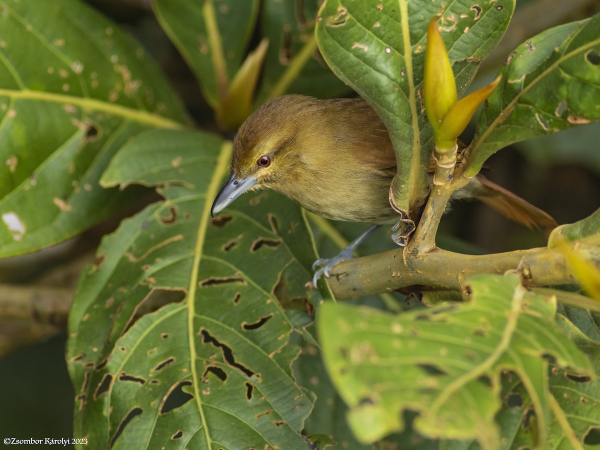 Russet Antshrike - ML538217891