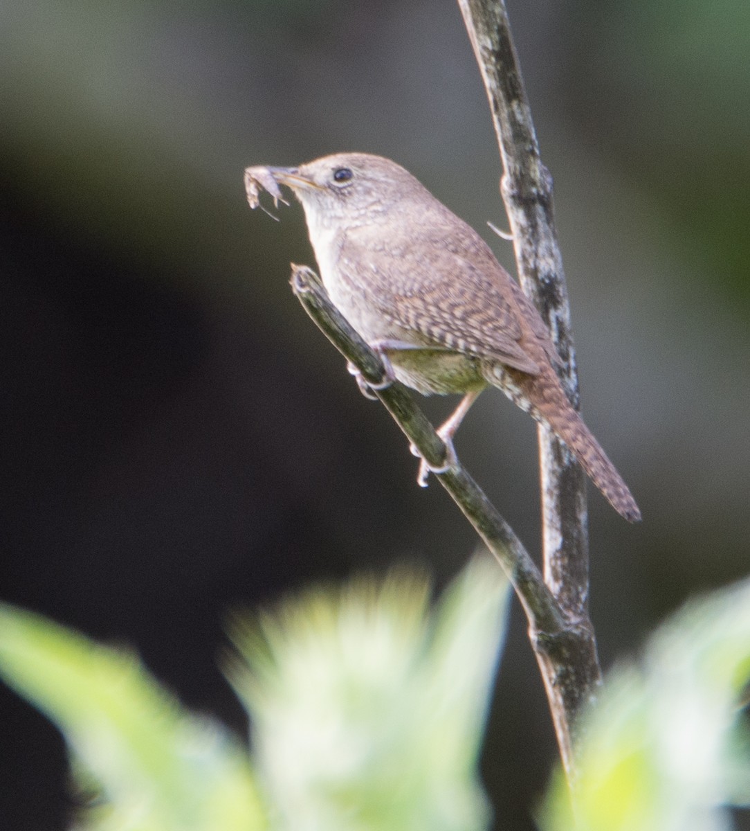 House Wren - ML53821861