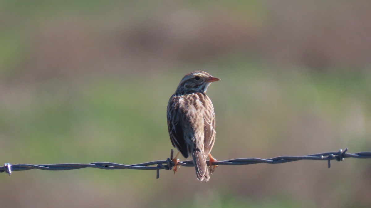 Savannah Sparrow - ML538219141