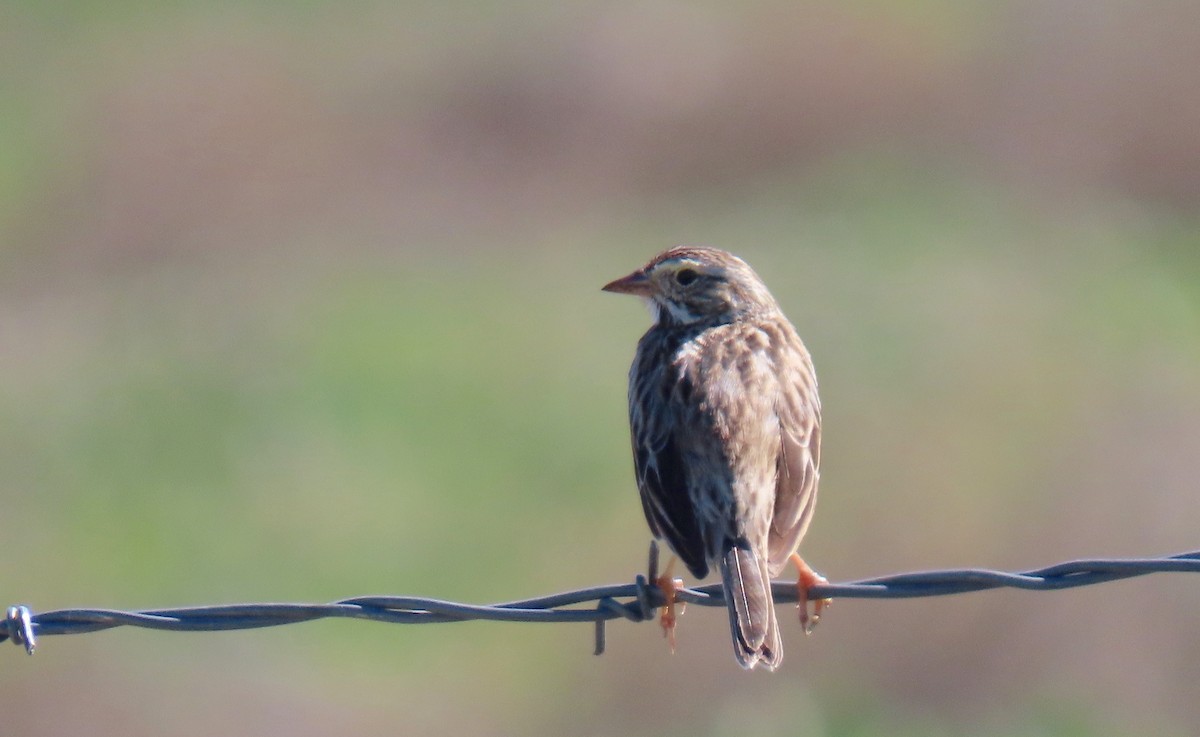 Savannah Sparrow - ML538219201