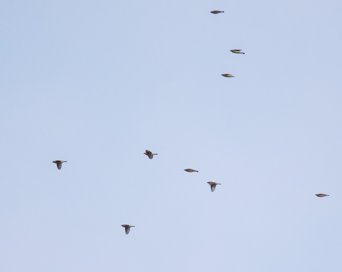 Cedar Waxwing - ML53821951