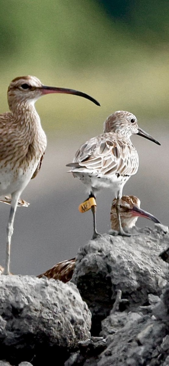 Great Knot - ML538220001