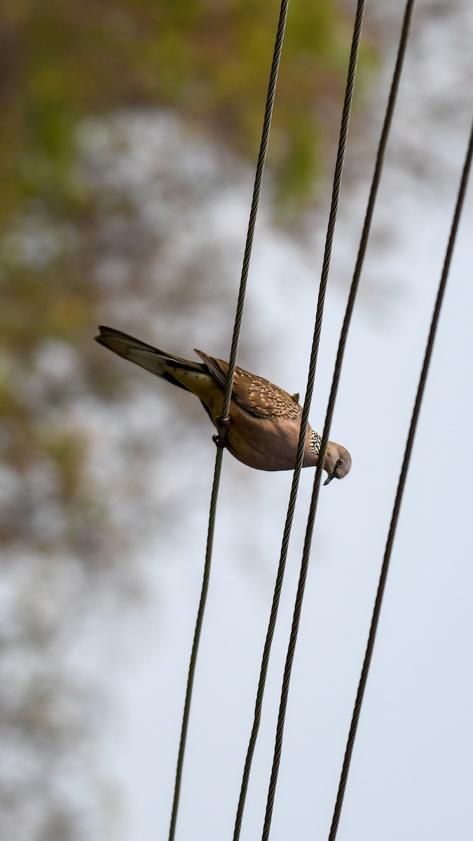 Spotted Dove - ML538220681