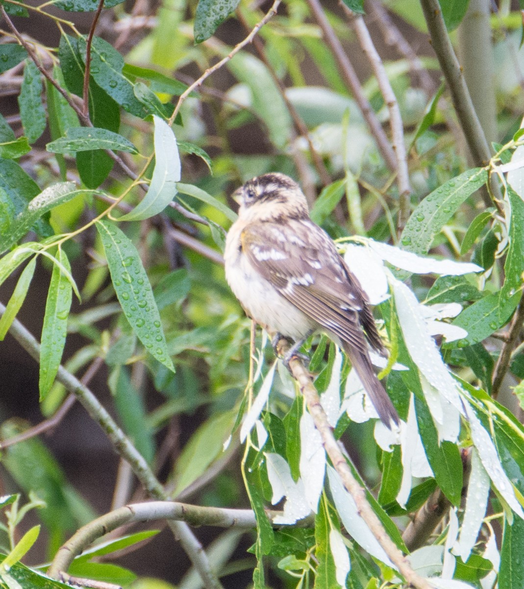 Black-headed Grosbeak - ML53822071