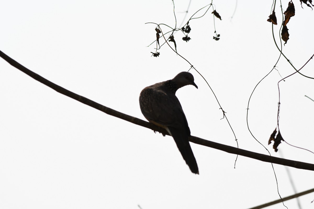 Spotted Dove - ML538220731