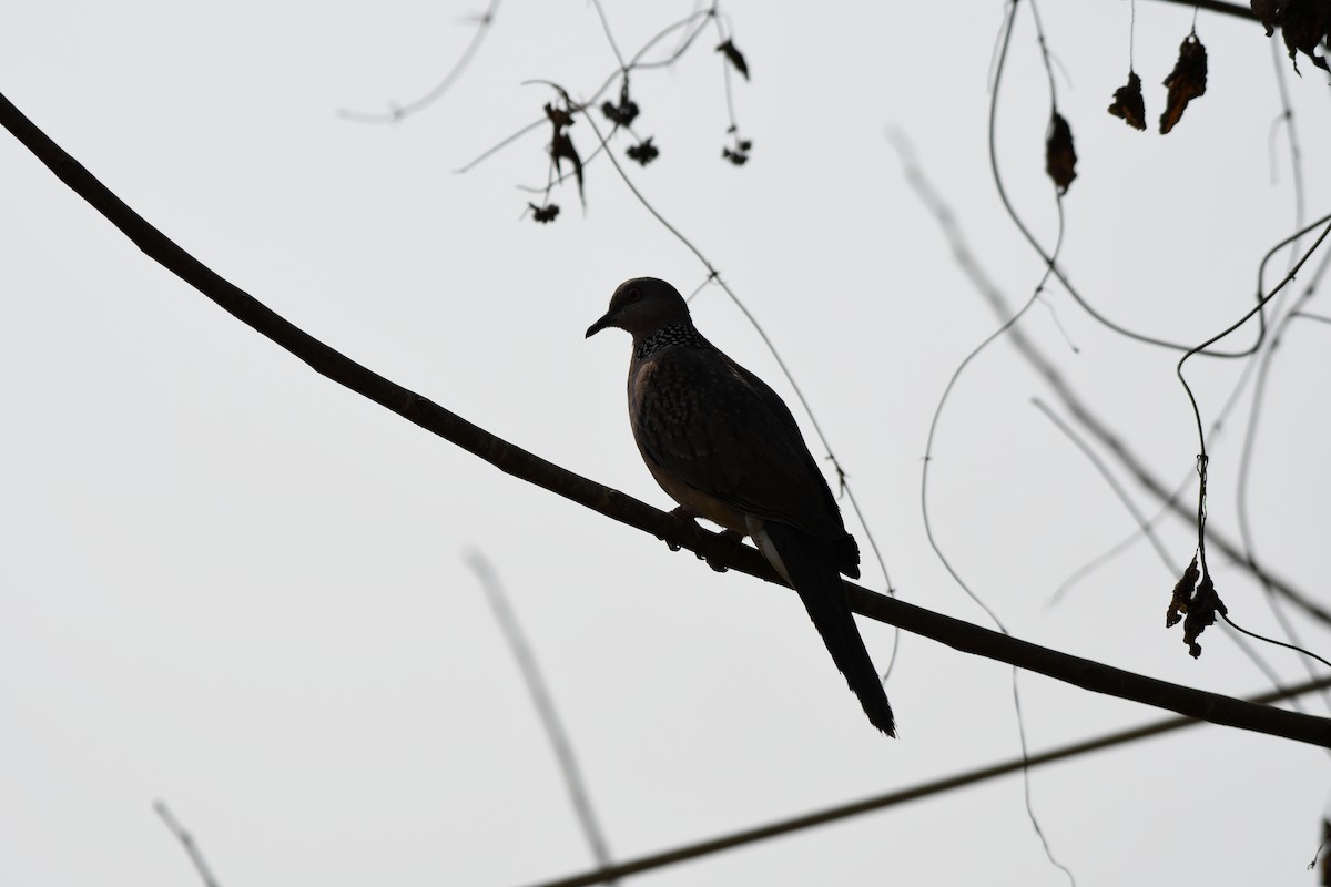 Spotted Dove - ML538220791