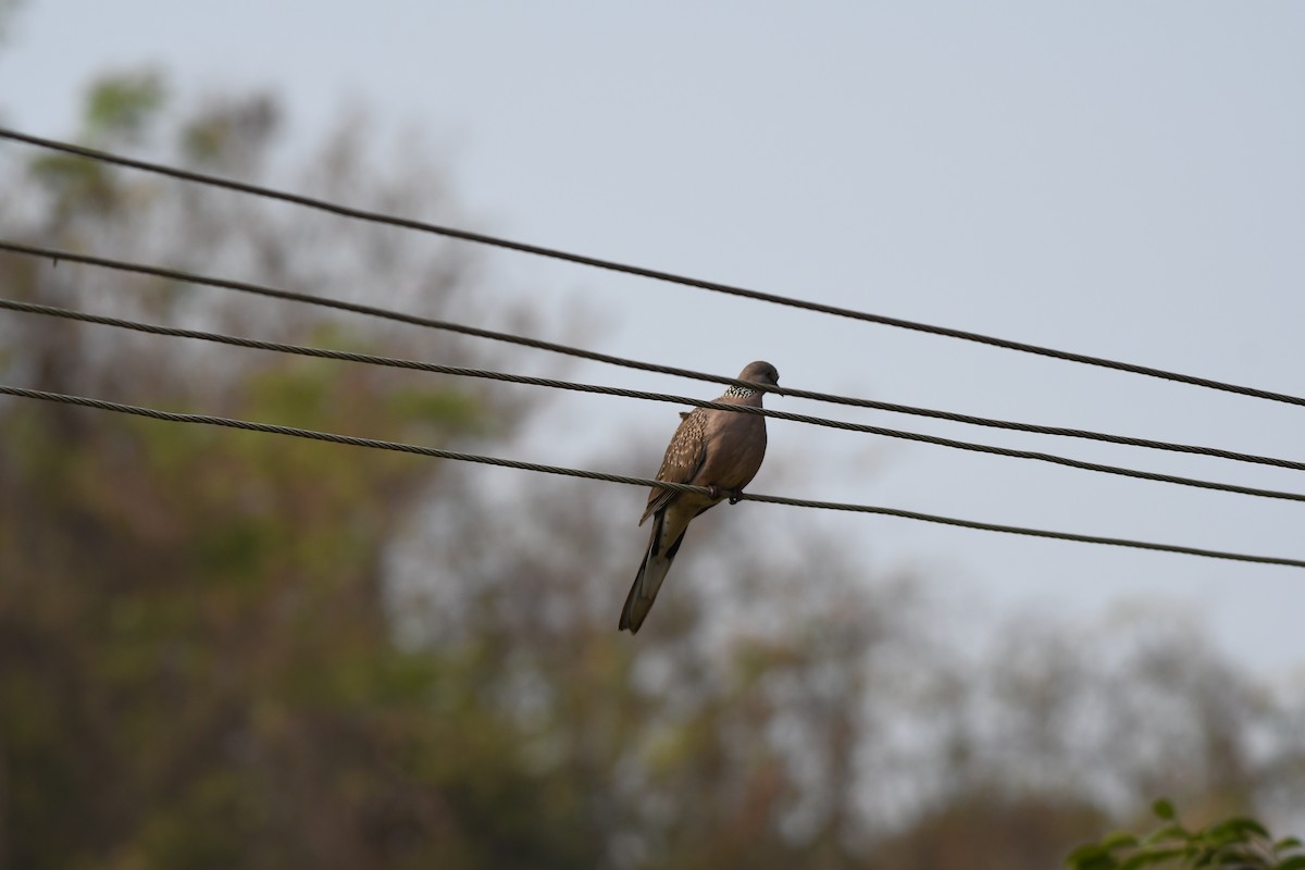 Spotted Dove - ML538220841