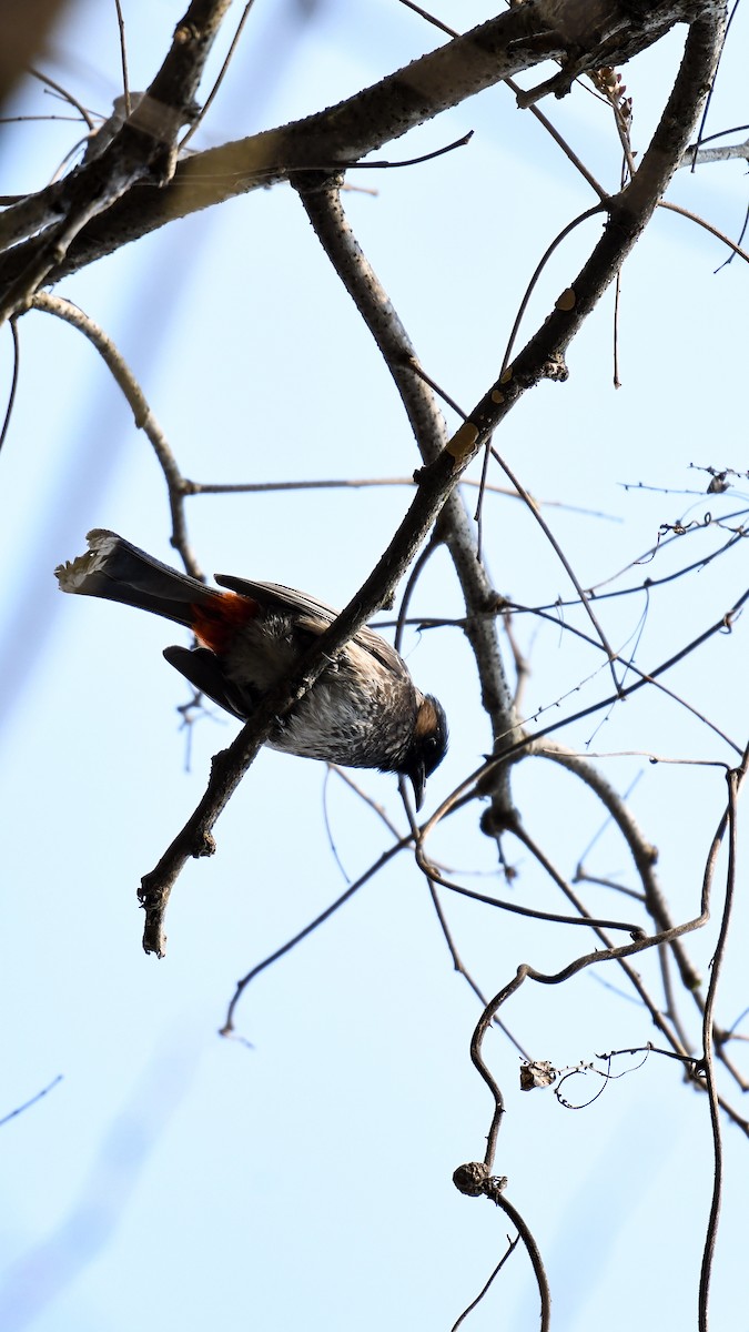 Red-vented Bulbul - ML538221021