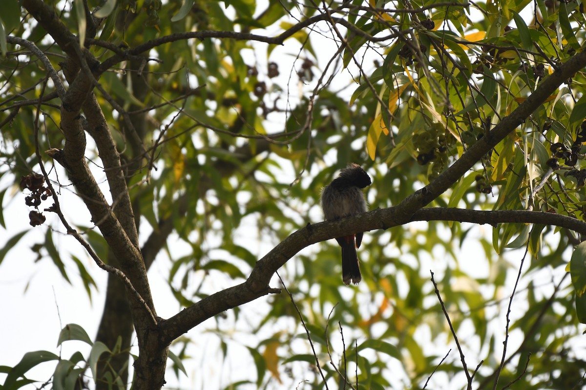 Red-vented Bulbul - ML538221051